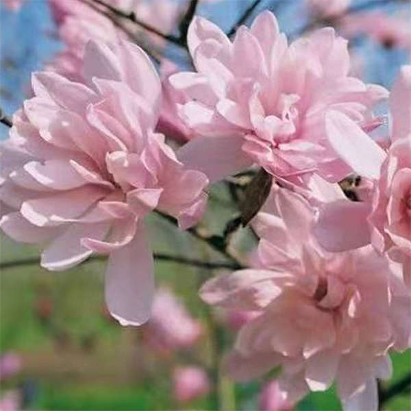 玉兰花树苗 耐寒 花香四溢 南北方均可种植