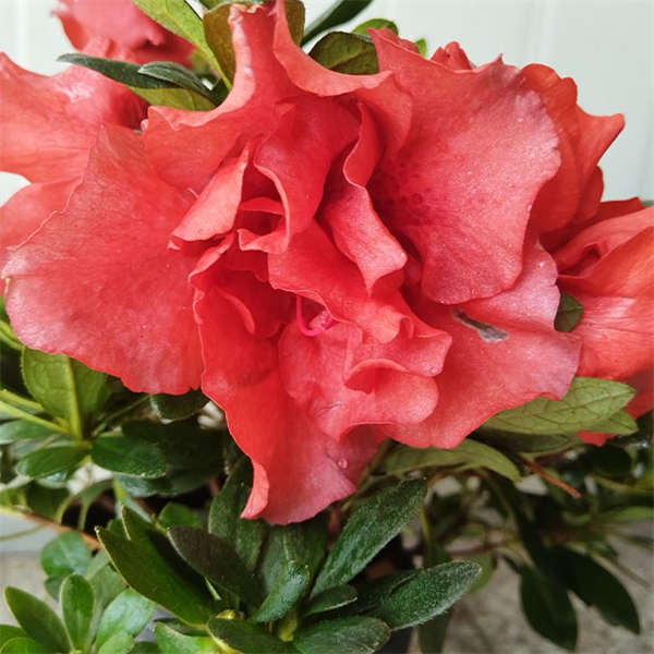 杜鹃花 国旗红盆栽  带花苞耐寒年宵花 好养易活 