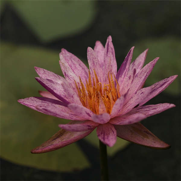 睡莲块根 睡莲花中的睡美人，养水里就开花