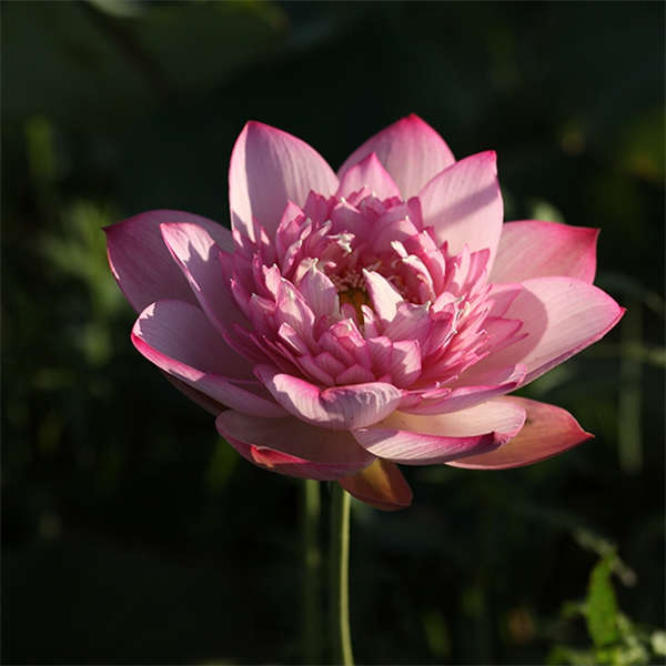 碗莲种藕 微型 极微型 小型 中大型水生植物 多品种可选