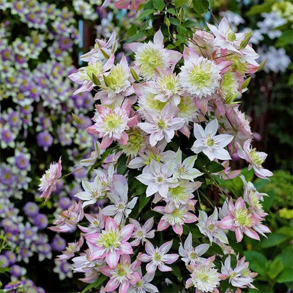 铁线莲合集 10*10营养钵小苗 庭院爬藤花卉 根系饱满
