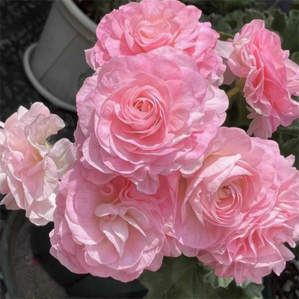 【限时优惠】天竺葵盆栽花苗 盆径13cm 四季开花不断 室内阳台好养的花卉