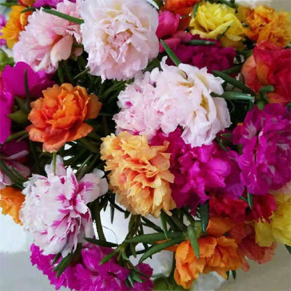 重瓣太阳花扦插枝 简单易养 颜色艳丽 6份起购