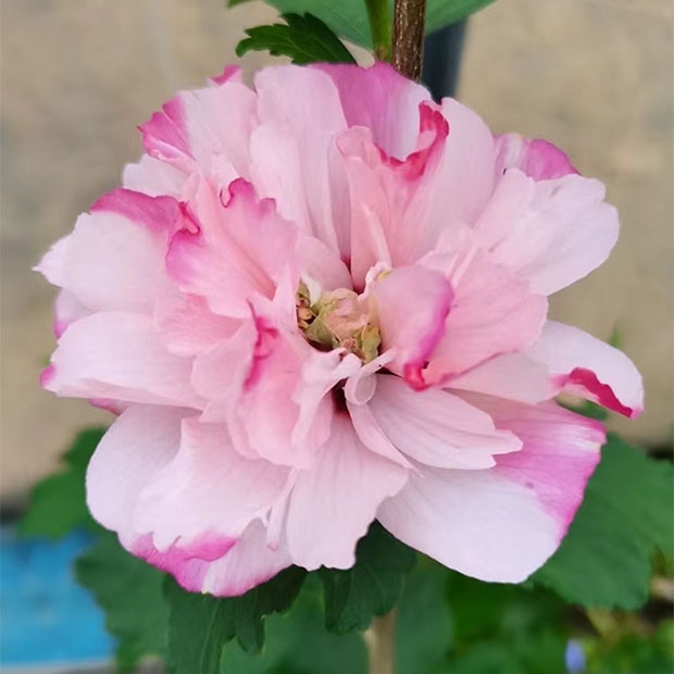 重瓣木槿 当年可开花 花苗盆栽 庭院耐寒耐阴植物 