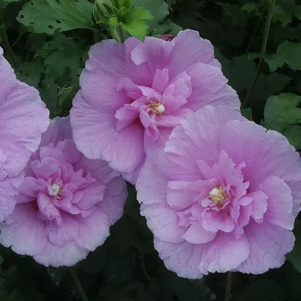 重瓣木槿大苗 盆径21cm 当年可开花 花苗盆栽 庭院耐寒耐阴植物