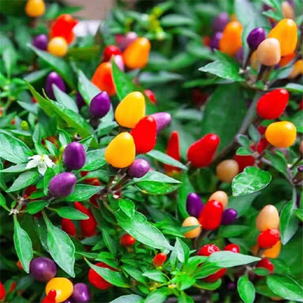 蔬菜苗 秋葵 茄子 丝瓜 苦瓜 辣椒 多品种可选 南北方种植 盆栽 地栽 带土