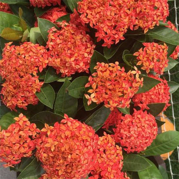 龙船花 红色 黄色 粉色 橙色 多款可选 花叶秀美 耐热 