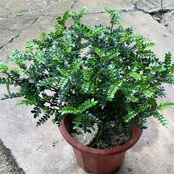 胡椒木盆栽 室内绿植  观赏性好 易养活