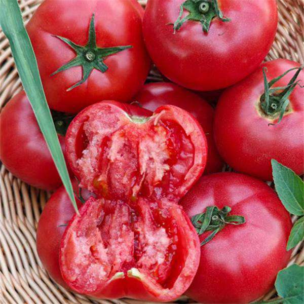 云端口感番茄 西红柿  生态种植  自然成熟 沙瓤紧实、果肉绵密