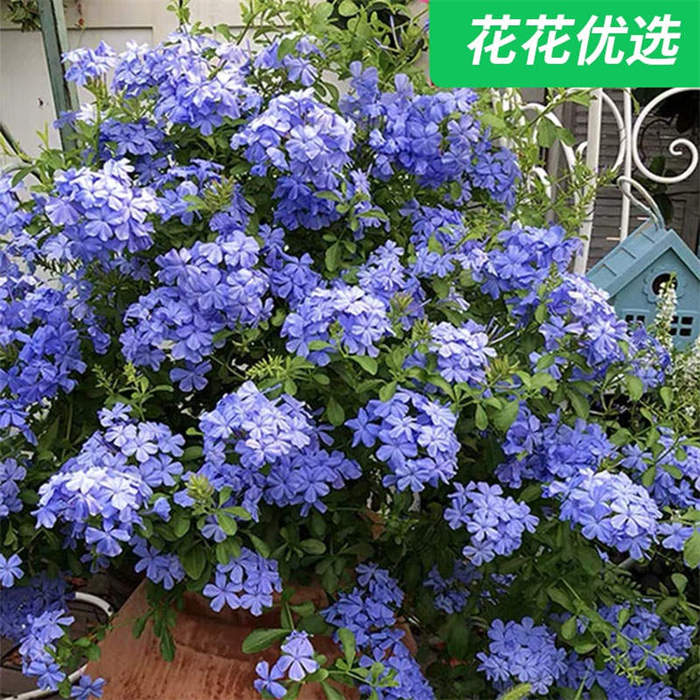 【春季特价】1加仑 2加仑蓝雪花耐热耐晒花期长 爱爬藤可爆盆