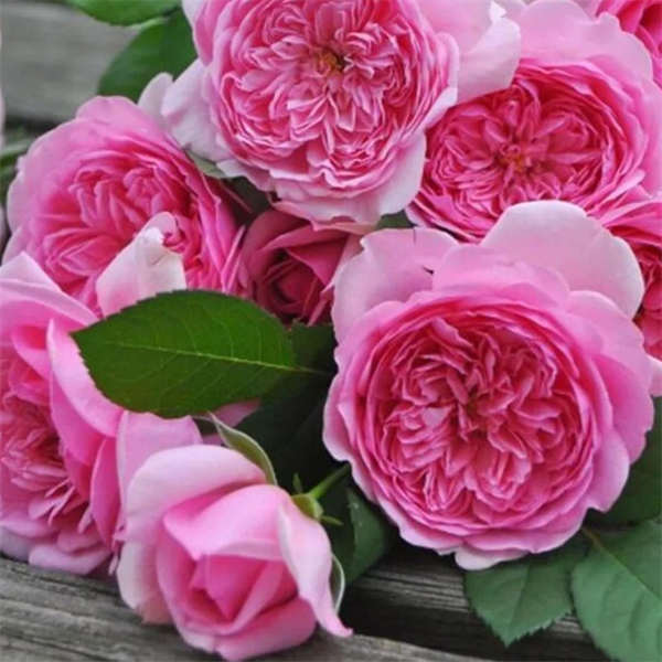 2加仑 月季合集 勤花、花大、带香味