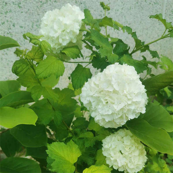 欧洲木绣球玫瑰 16cm盆 2加仑 花卉阳台庭院地栽 树苗耐热耐寒