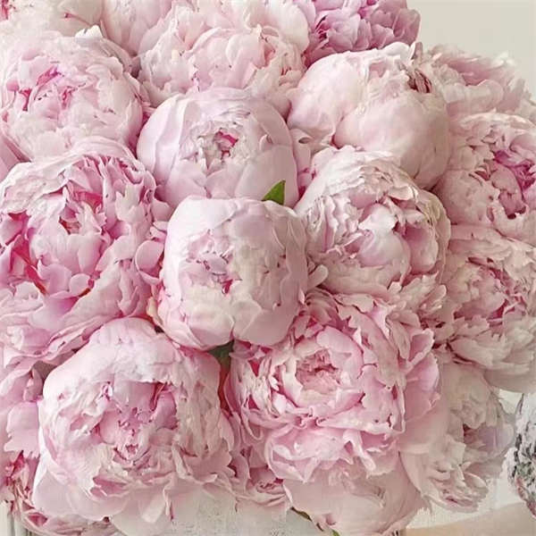 【芍药切花大合集】高品质重瓣切花芍药 家庭插花水养 A+品质 