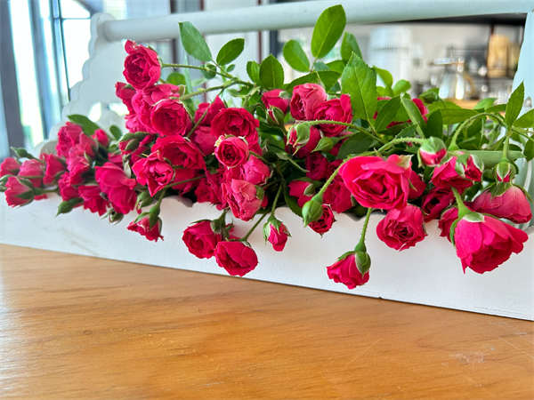 金边玫瑰  可食用多年生盆栽可泡水养颜煮花茶切花