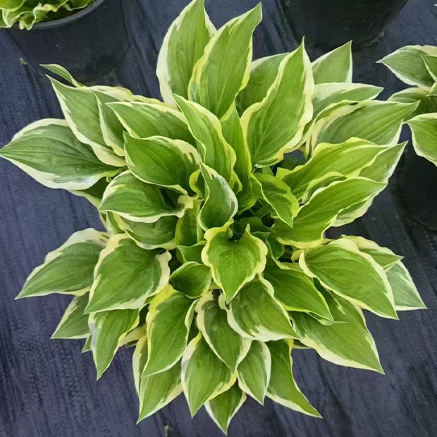 花边玉簪 2加仑盆栽  叶片气质独一无二  适合盆栽 地栽 苗情超好