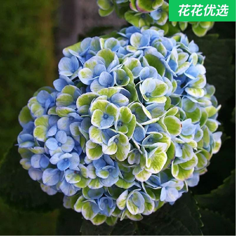 进口大花绣球魔幻革命阳台庭院花园植物花苗花卉