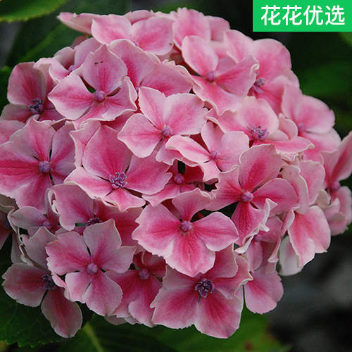 魔幻小丑 大花绣球花 当年开花 庭院必备