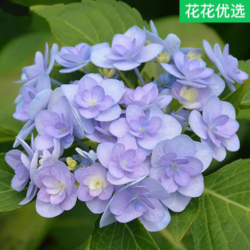 你我的永恒  大花绣球花阳台庭院绿植盆栽花卉花苗