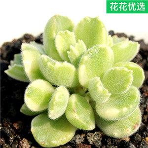 白熊多肉植物群生老桩绿植盆栽