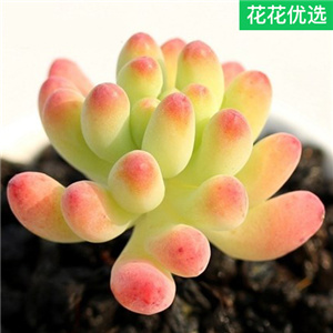 果冻乙女心多肉植物盆栽