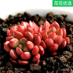 红宝石多肉植物群生多头小老桩