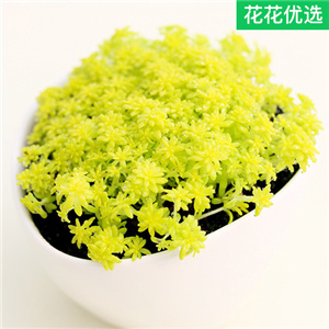 黄金万年草多肉植物