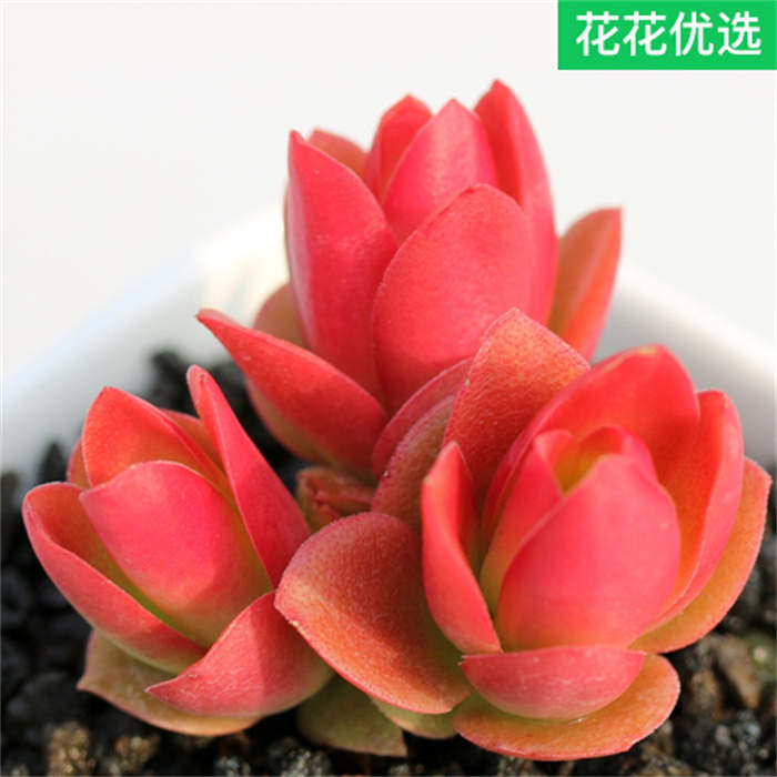 火祭锦火红状态多肉植物