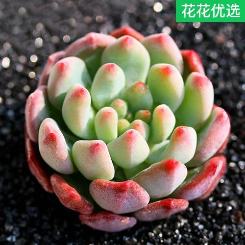 蓝苹果多肉植物蓝精灵盆栽