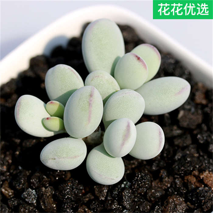 乒乓福娘 多肉植物桌面花卉