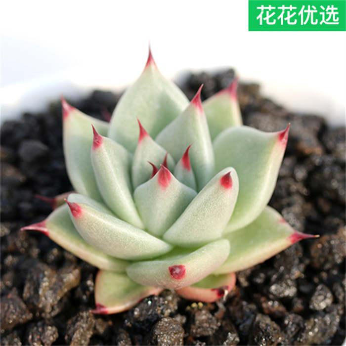 黑檀汁乌木多肉植物原始血斑玛利亚