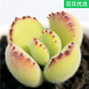 熊童子群生绿熊掌熊爪多肉植物