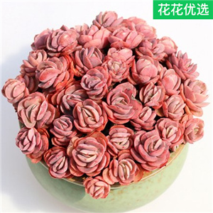 秀妍多肉植物老桩群生萌肉肉红色