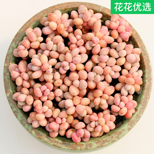 桃蛋桃之卵多肉植物组盆合集