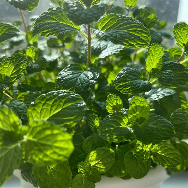 【特价】薄荷盆栽 水培土培薄荷 新鲜可食用驱蚊植物 室内绿植花卉