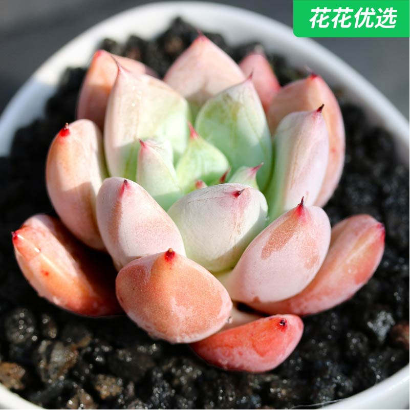 福娃多肉植物状态好办公室内萌肉肉盆栽