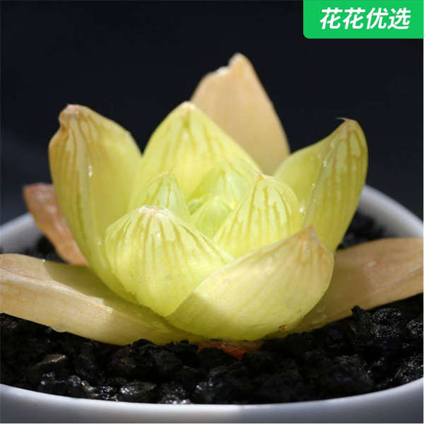 黄金凝脂菊京之华锦露多肉植物易爆盆超萌多肉盆栽