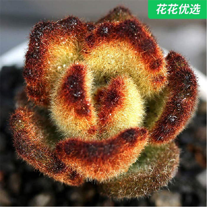 泰迪熊桌面多肉植物超萌可爱肉肉绿植盆栽