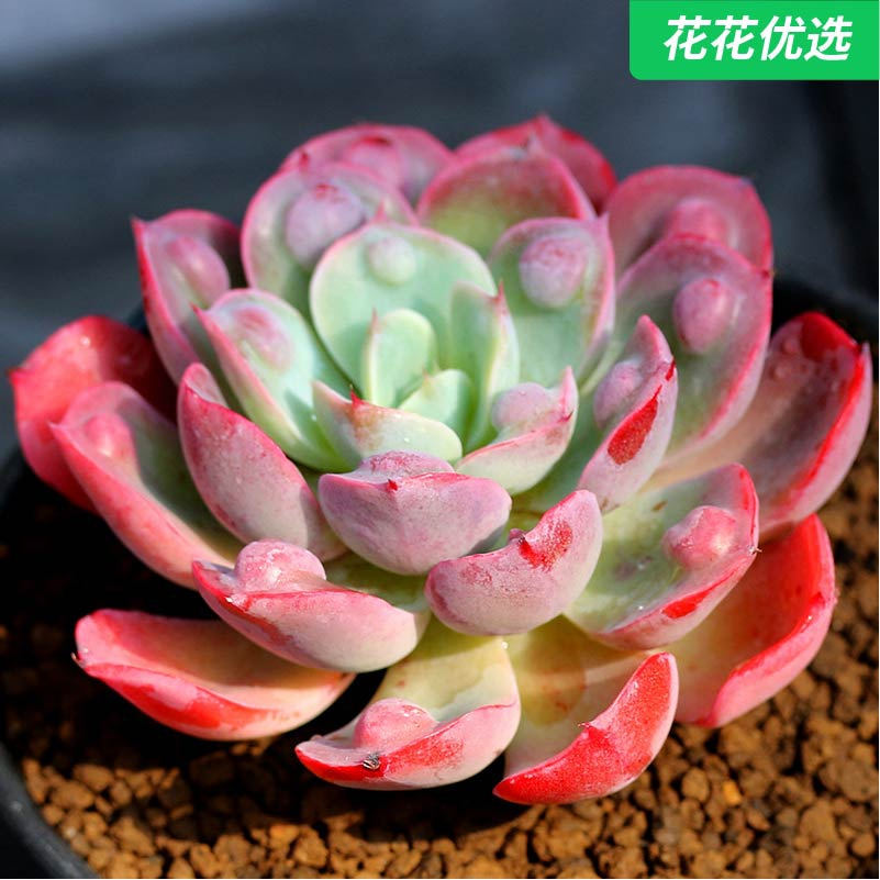 雨滴多肉植物老桩萌肉肉植物办公室阳台