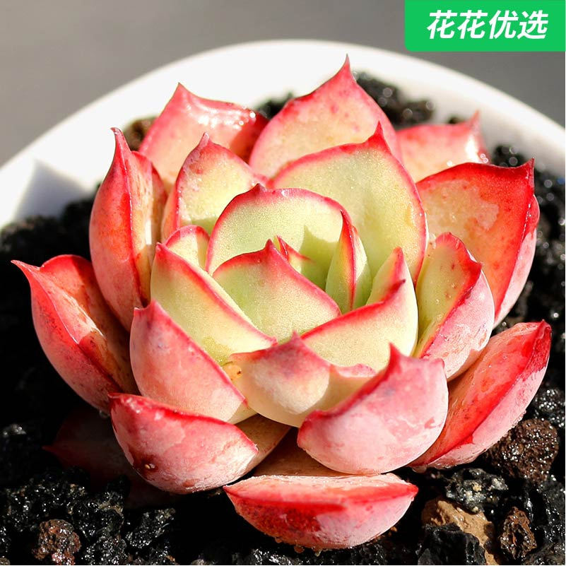 月光女神多肉植物 花卉盆栽多肉办公室