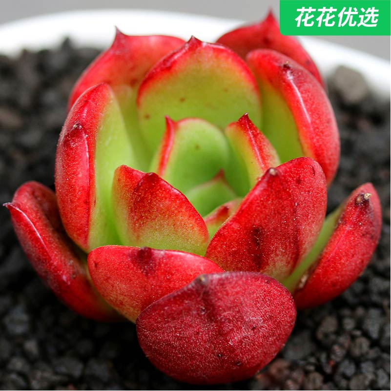 月锦多肉植物韩货火焰色状态高端变异新品种多肉