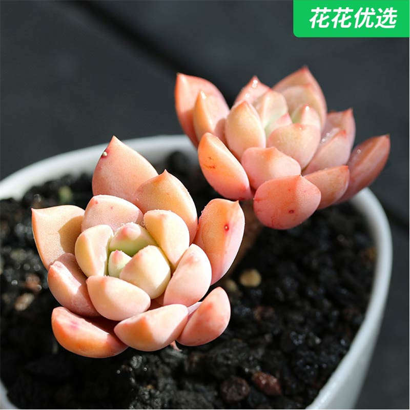 红粉佳人pink多肉植物多肉盆栽办公室奇趣迷你绿植