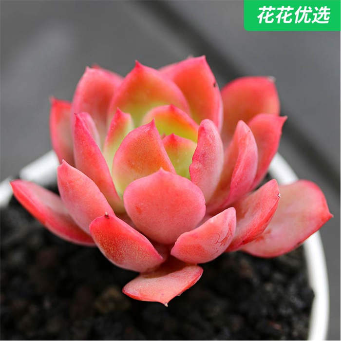 火焰绮罗多肉植物室内盆栽花卉景红色状态多肉