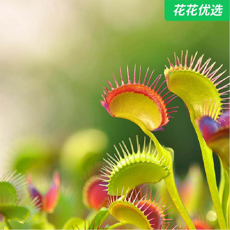 捕蝇草 好玩好养 食虫小能手
