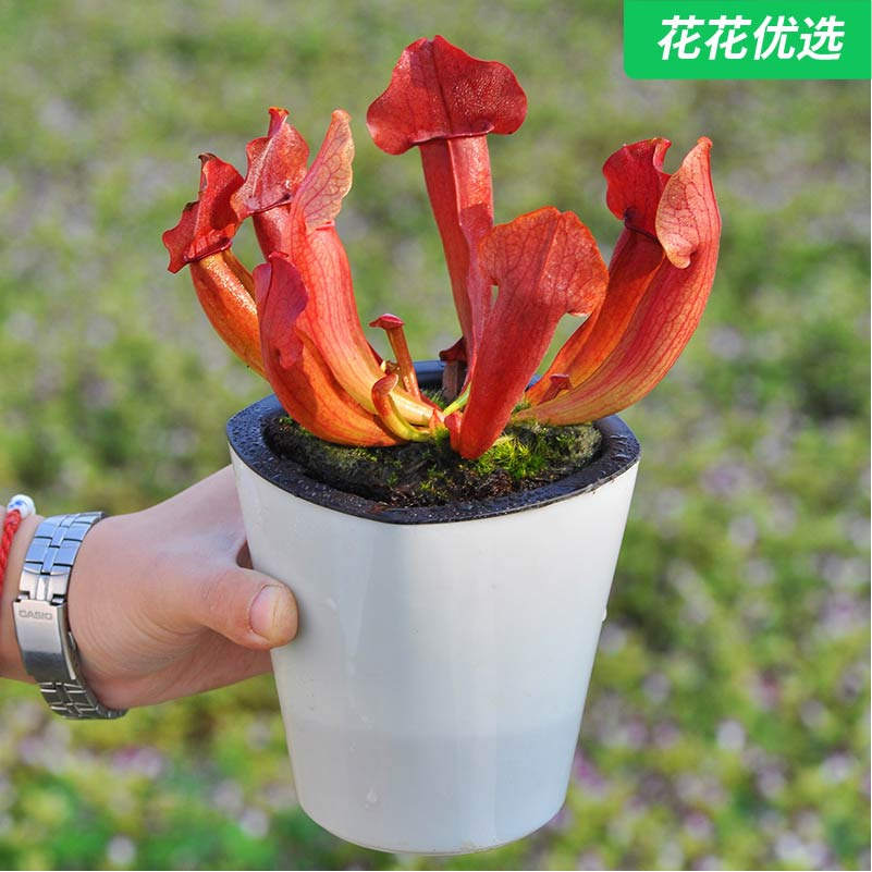 查尔逊瓶子草 食虫植物盆栽 超好养