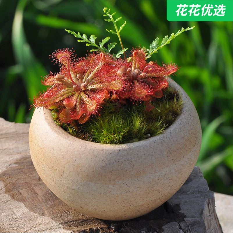 勺叶茅膏菜 食虫植物盆栽 室内喜阴