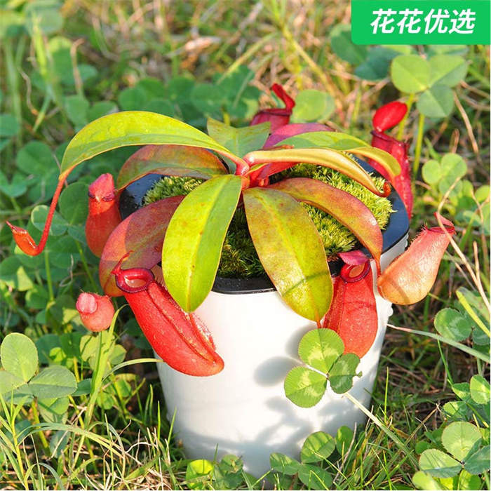 血腥玛丽猪笼草 室内驱蚊