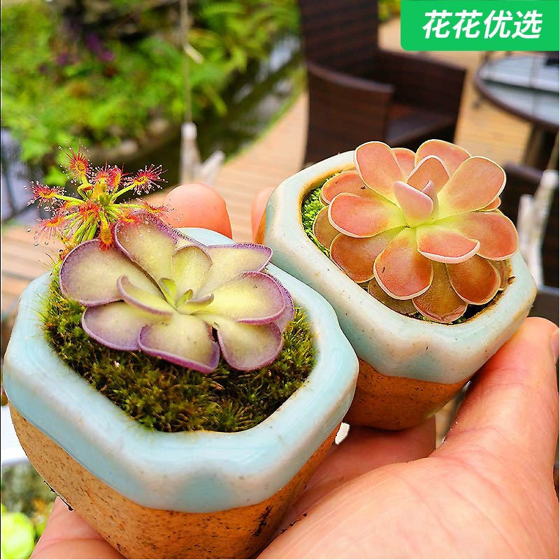 圆切捕虫堇 专吃小黑飞 喜室内阴凉