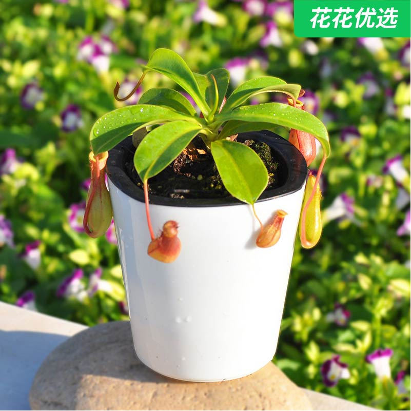 9款食虫植物大集结 小虫子杀手部队