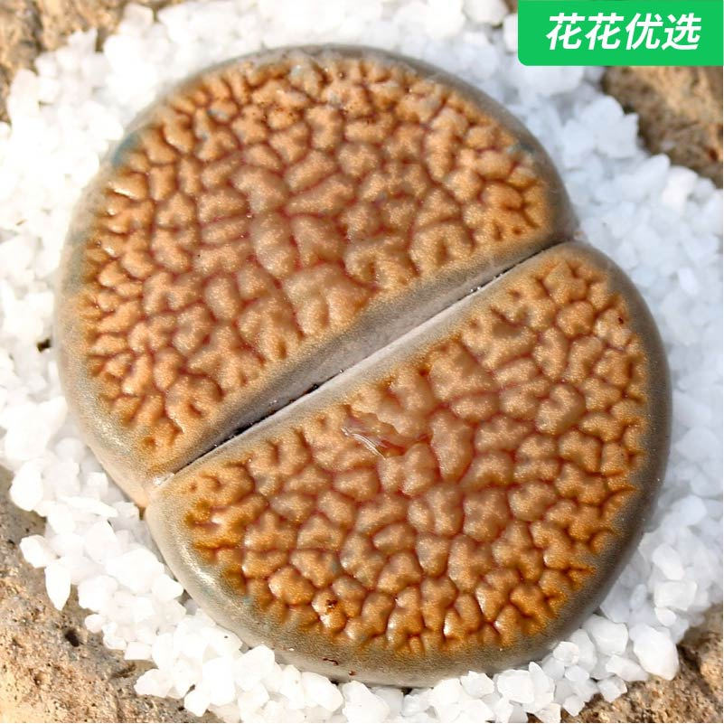 露美玉(5年开花株母本)生石花屁股花多肉植物盆栽绿植富贵玉