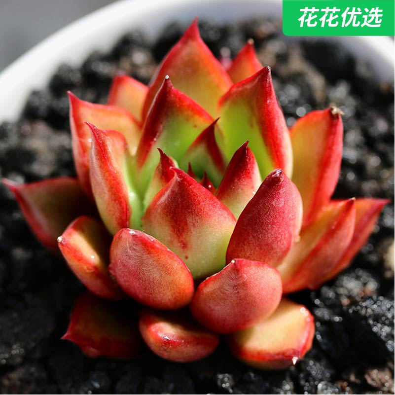 女士手指多肉植物贵货状态办公室内盆栽绿植